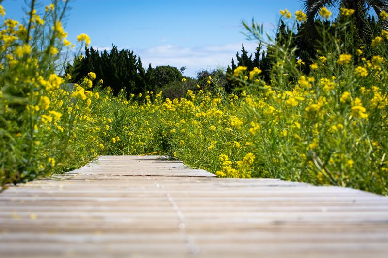 菜の花が咲いている道。相手を知ることのメリットをイメージ