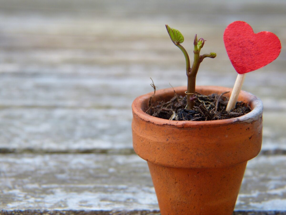小さな芽が出た鉢に、赤いハートのピックがさしてある様子。