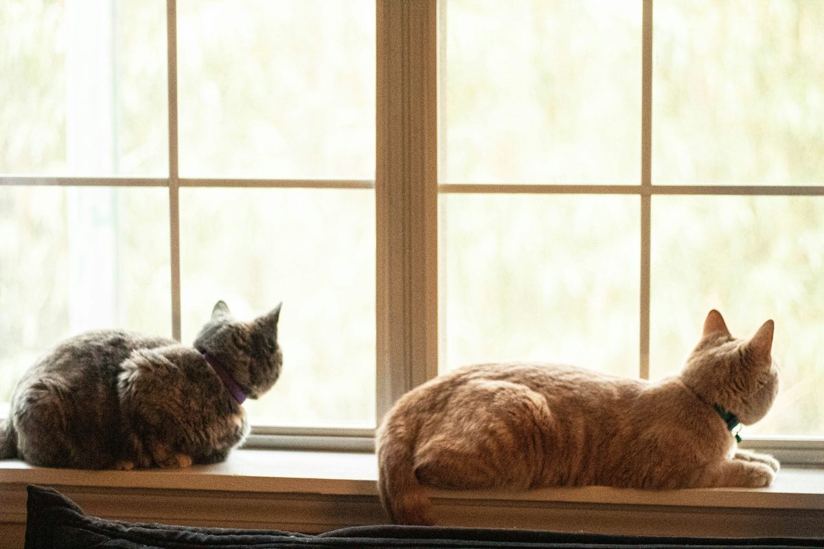 窓辺で外を眺める2匹の猫